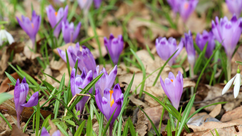 Elképesztő fotókon a tavaszi virágtenger: hihetetlen krókuszszőnyeg borítja a zalai parkerdőt