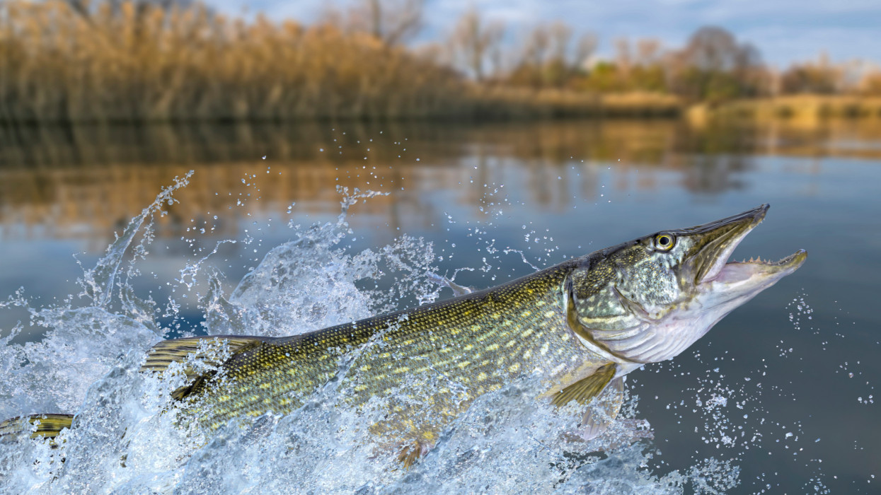 Gigászi ragadozó jött elő a Dunából: élete rekordhalát fogta a magyar horgász + Fotó