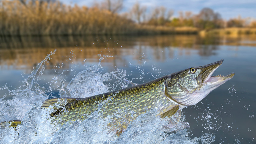 Gigászi ragadozó jött elő a Dunából: élete rekordhalát fogta a magyar horgász + Fotó