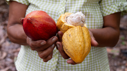Hiába zuhant be az ár, gigantikus csőd fenyegeti a világ legnagyobb kakaótermelőit: raktárakban áll a temérdek áru