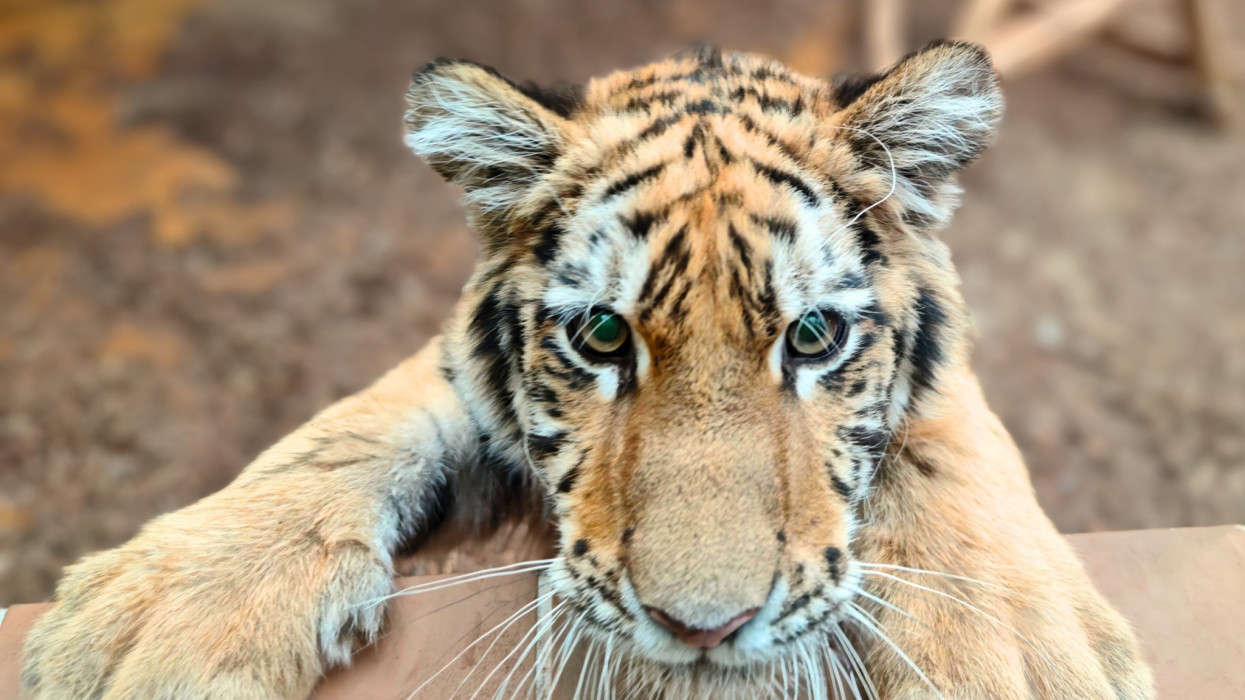 Nagyot nőtt a drograzzián talált kistigris: napokon belül költözik új otthonába Pablo, hamarosan itt lesz lászható + fotók