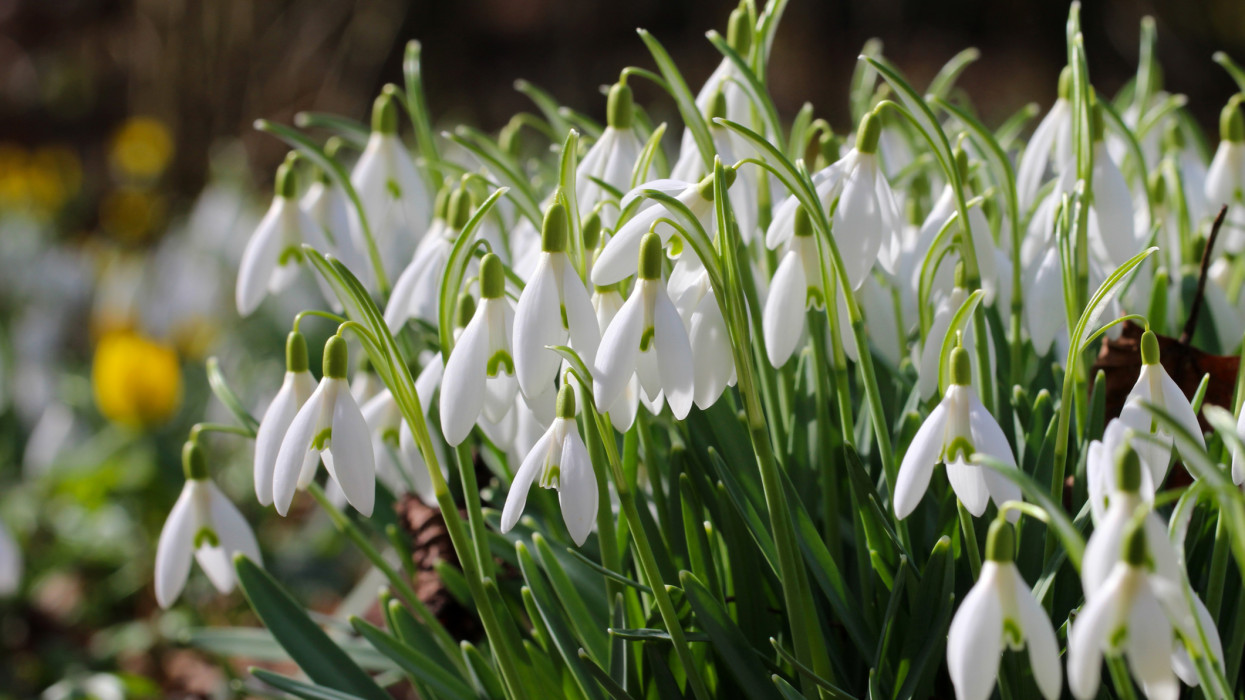 Sokan rettegnek leszedni, pedig nem mindig büntetnek érte: óriási tévhit dőlt meg a védett hóvirágról