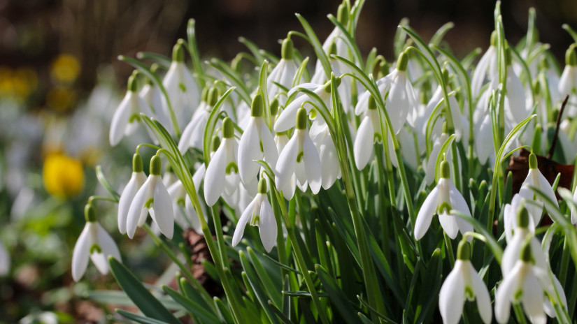 Sokan rettegnek leszedni, pedig nem mindig büntetnek érte: óriási tévhit dőlt meg a védett hóvirágról