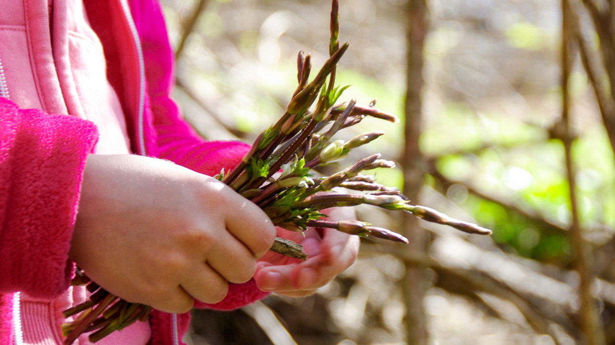 Dédanyáink titkos csemegéje: ingyen terem a hamis spárga, amiért Brüsszelben 1000 eurót is elkérnek