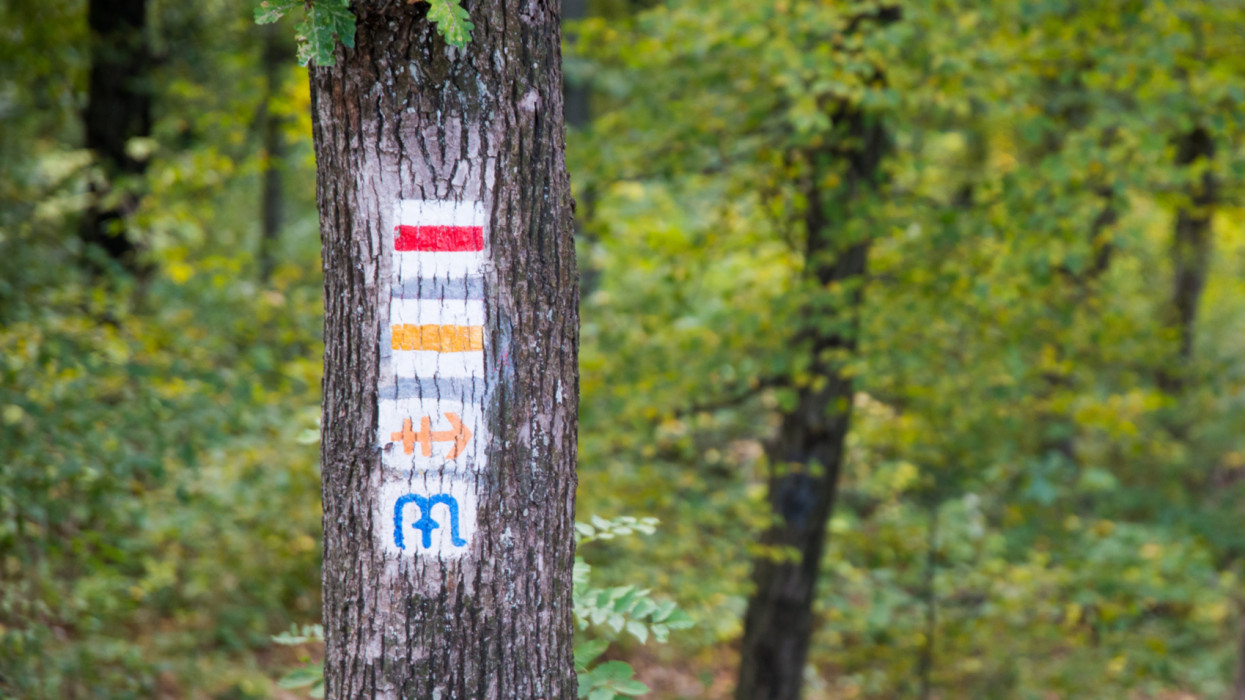 Kvíz: Sokat kirándulsz, jól kiismered magad az erdőben? Lássuk, tudod-e mit jelentenek ezek a túrajelek!