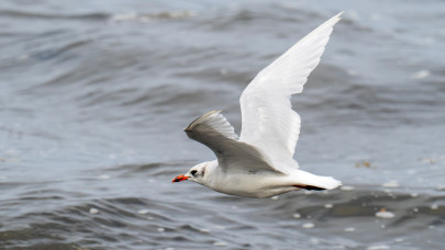 Egészen elképesztő, 18 év után hol bukkant fel a Fertőnél gyűrűzött madár