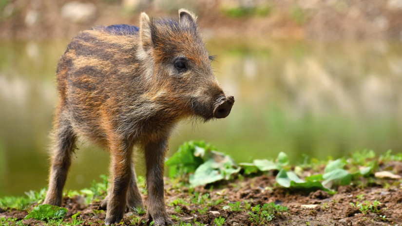 Őrülten cuki, de eszedbe ne jusson megsimogatni: életveszély a hazai erdőkben - erre figyelj túrázáskor!