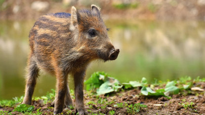 Őrülten cuki, de eszedbe ne jusson megsimogatni: életveszély a hazai erdőkben – erre figyelj túrázáskor!