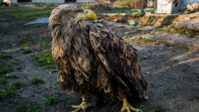 Felfoghatatlan kegyetlenség: rálőttek egy védett rétisasra Vasban, így találtak rá a sérült madárra + Fotó