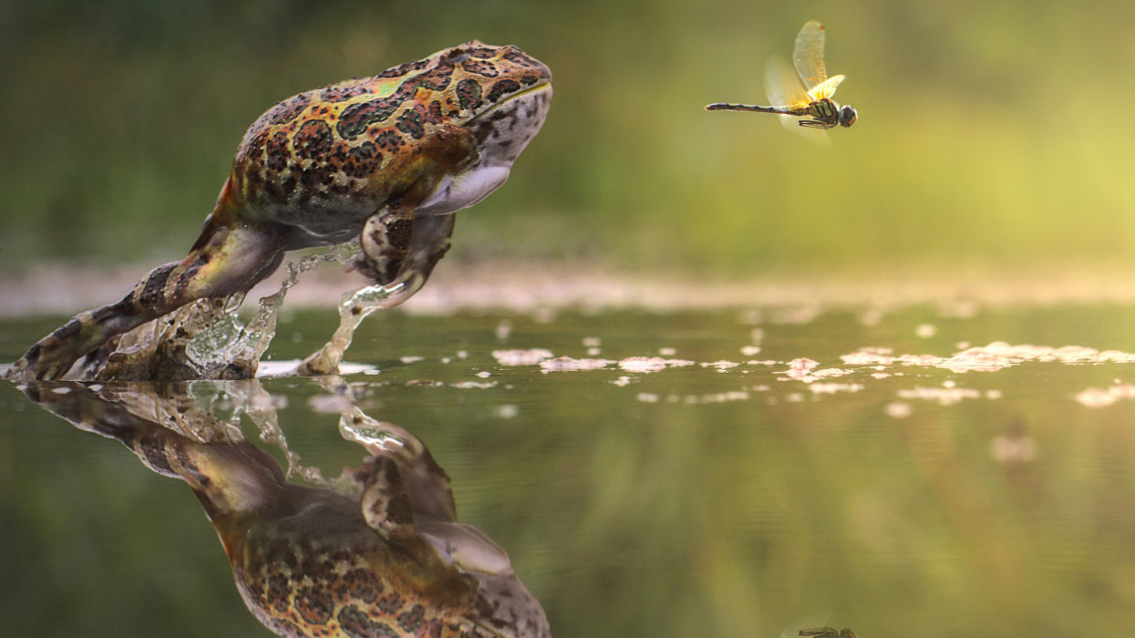 Alattomos csapda lapul szinte minden magyar kertben: tömegével pusztulnak benne a leghasznosabb állatok