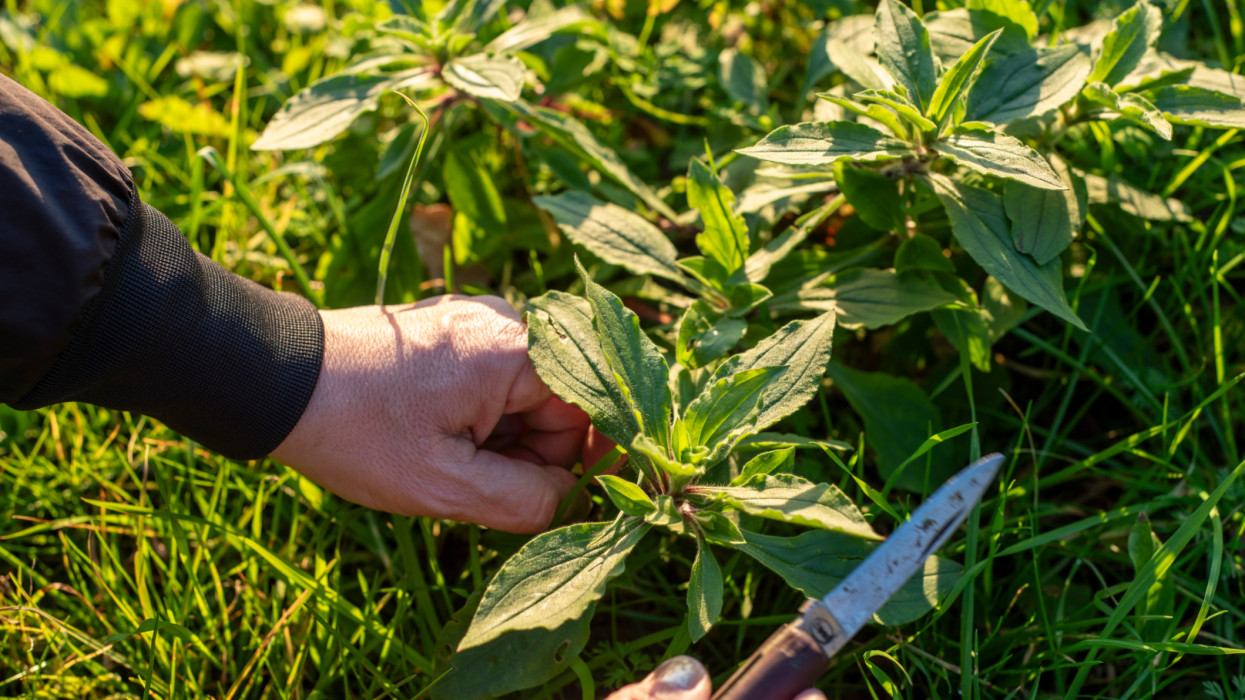 Gazként írtjuk dédanyáink titkos elixírét: ingyen terem a tavasz köptetője, ami szuper hajnövesztő is