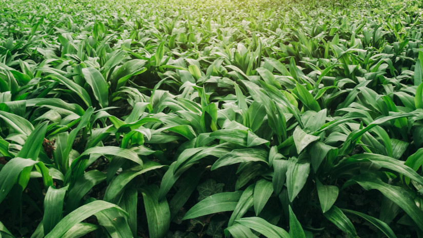 Óriási akciót robbant a tavasz kedvencére az Aldi néhány napig, ám ezzel a trükkel a szemfülesek kilószám viszik haza inkább ingyen