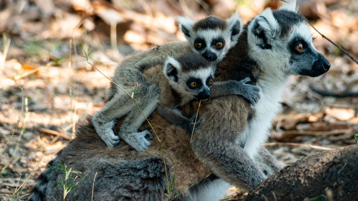 Dupla cukiságbomba: gyűrűsfarkú maki ikrek születtek a népszerű vidéki szafari parkban