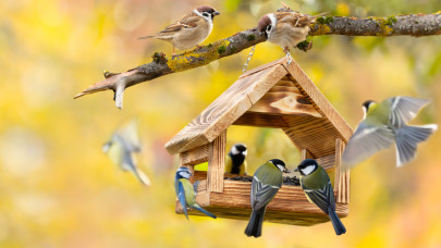 Te is eteted a madarakat ezekben a hónapokban? Most közölte a madárvédelmi egyesület, sokat árthatsz nekik!