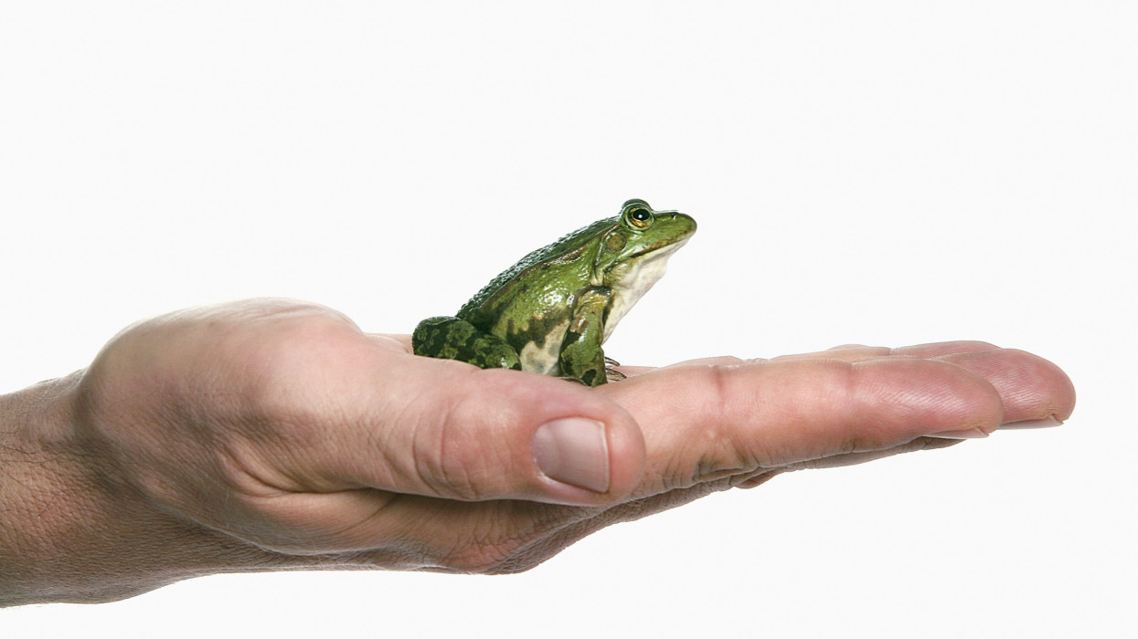 Gyászolnak a természetvédők: összeomlott a populáció ennél a magyar településnél, drámai a visszaesés