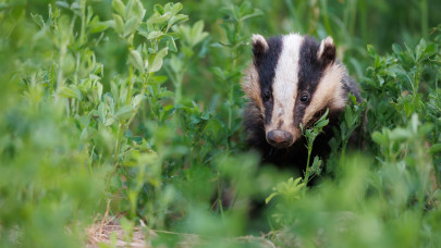 Dráma Kőbányán: varjak karmai közül mentették meg az életéért küzdő borz kölyköt