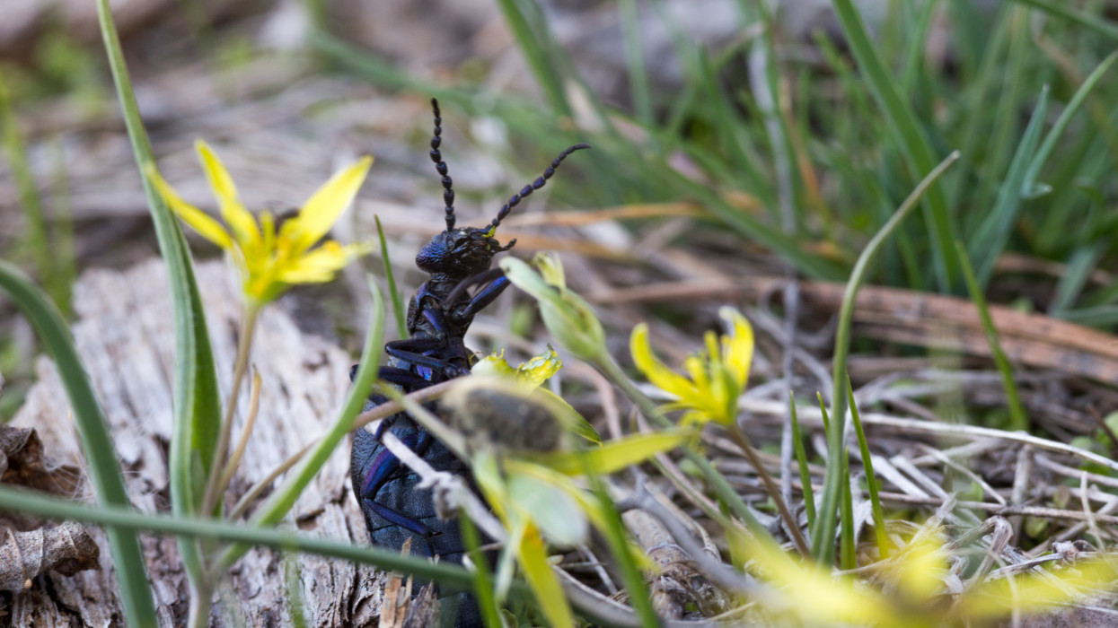 Ritka, mérgező rovar tűnt fel a magyar pusztán: ne nyúlj hozzá, komoly baj lehet + Fotó