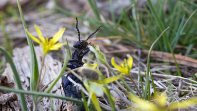 Ritka, mérgező rovar tűnt fel a magyar pusztán: ne nyúlj hozzá, komoly baj lehet + Fotó