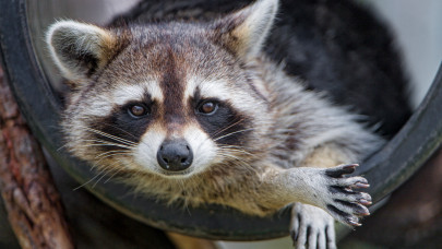 Váratlan betolakodók bukkantak fel a hazai erdőkben: cukinak tűnnek, de hatalmas kárt okozhatnak