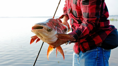 Rémisztő sebek borították a Tiszából kifogott ragadozót: a szakértők elárulták, ehetünk-e a vírusos halból
