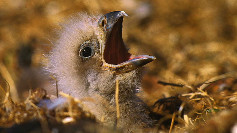 Szívbemarkoló tragédia: elhagyta fészkét a szigetközi rétisas, miután kivágták a költőhelye körüli erdőt