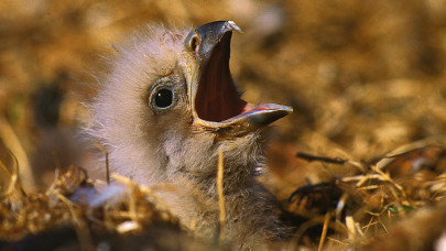 Szívbemarkoló tragédia: elhagyta fészkét a szigetközi rétisas, miután kivágták a költőhelye körüli erdőt