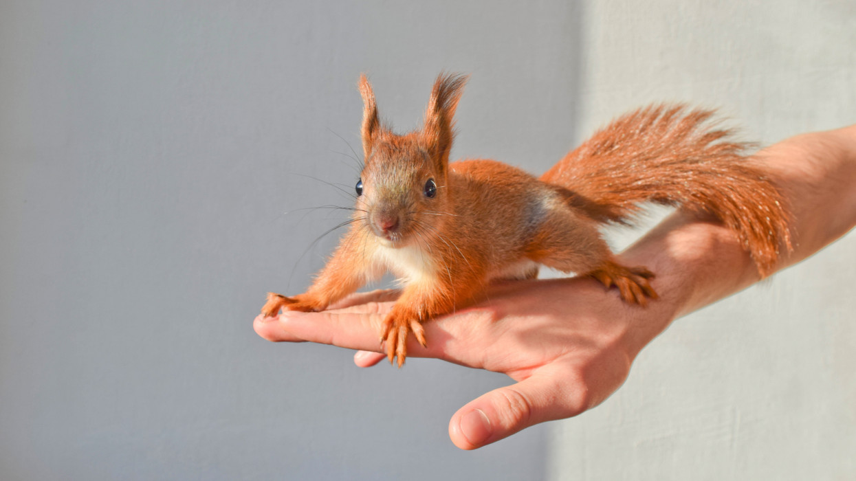Sokan elkövetik ezt a hibát a tavaszi kertekben: ezen múlik a mókusbébik élete + Videó