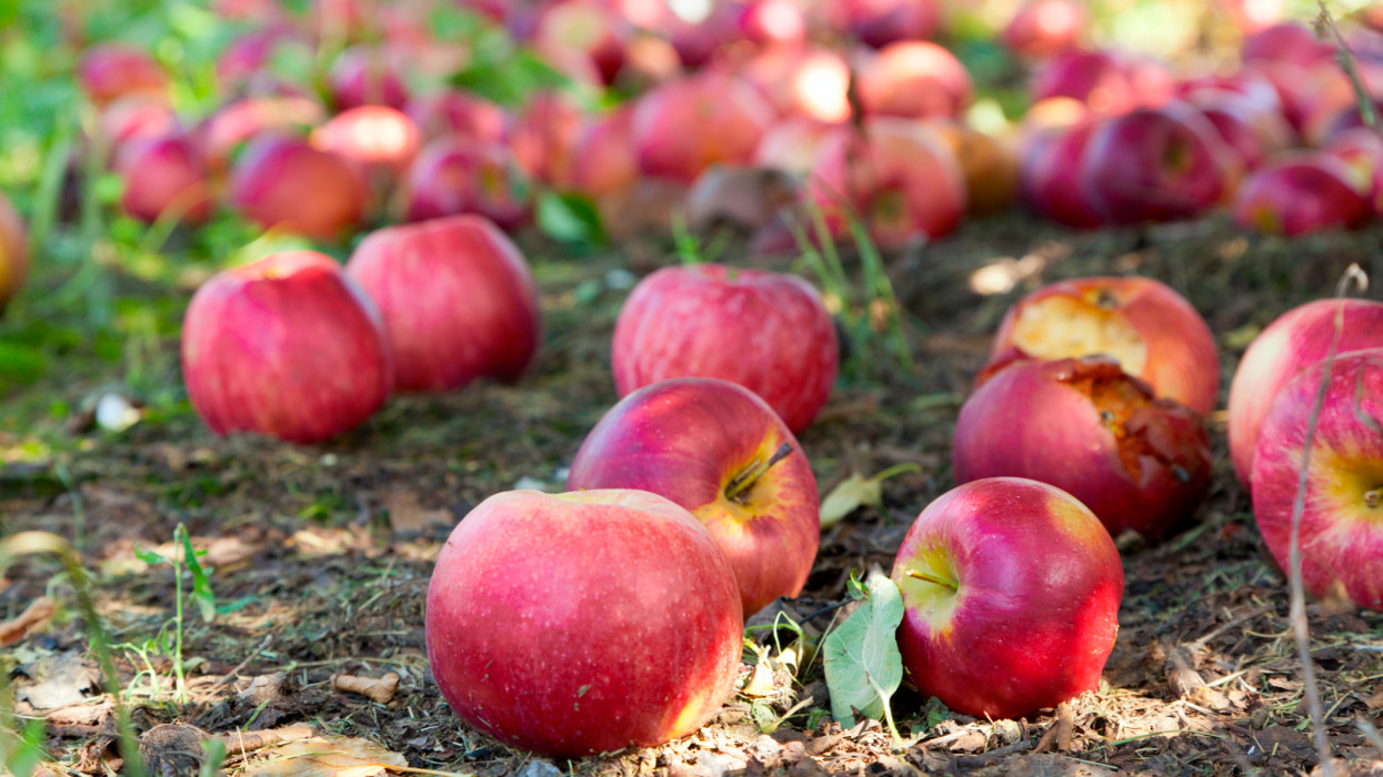 Újabb sorscsapás a magyar mezőgazdaságnak: kegyetlen éve lehet idén a termelőknek, ez már az igazi gyümölcskatasztrófa