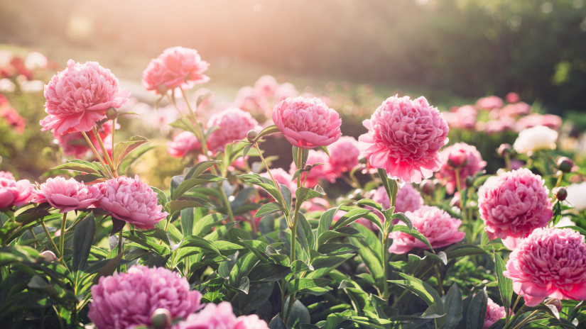 Túrára fel! Most nyílik Magyarország egyik legértékesebb vadvirága: negyedmilliót ér egyetlen példánya + Fotó