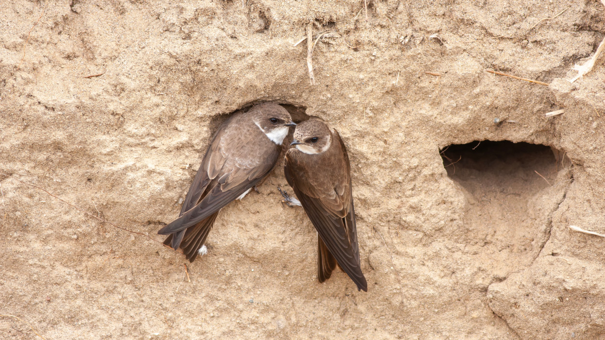 Súlyos ára van az elmaradt tavaszi árhullámnak: ha nem lépnek a civilek, odaveszhetnek a fiókák