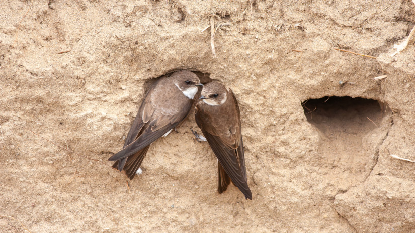 Súlyos ára van az elmaradt tavaszi árhullámnak: ha nem lépnek a civilek, odaveszhetnek a fiókák