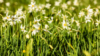 Csak pár napig látható a lenyűgöző hazai csoda: indul a roham Európa legnagobb virágmezőjén