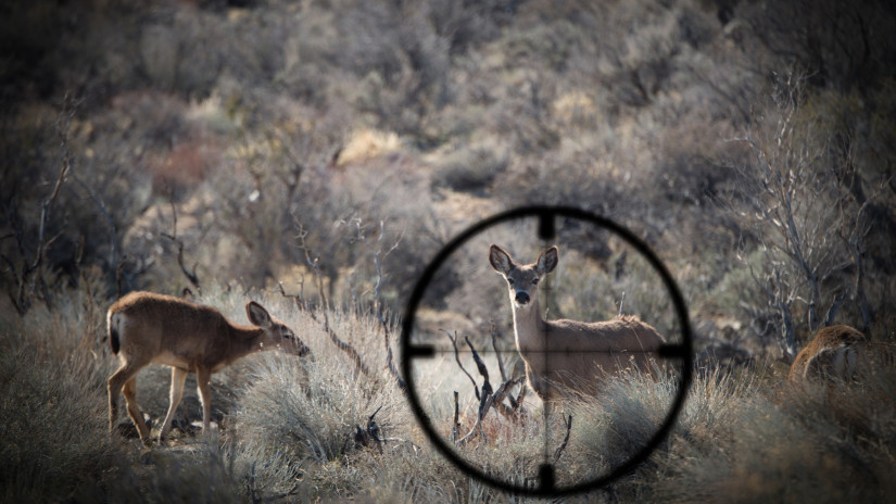 Ledöbbentek a vadászok is Somogyban: hihetetlen torz, parókás őzbak került terítékre + Fotó