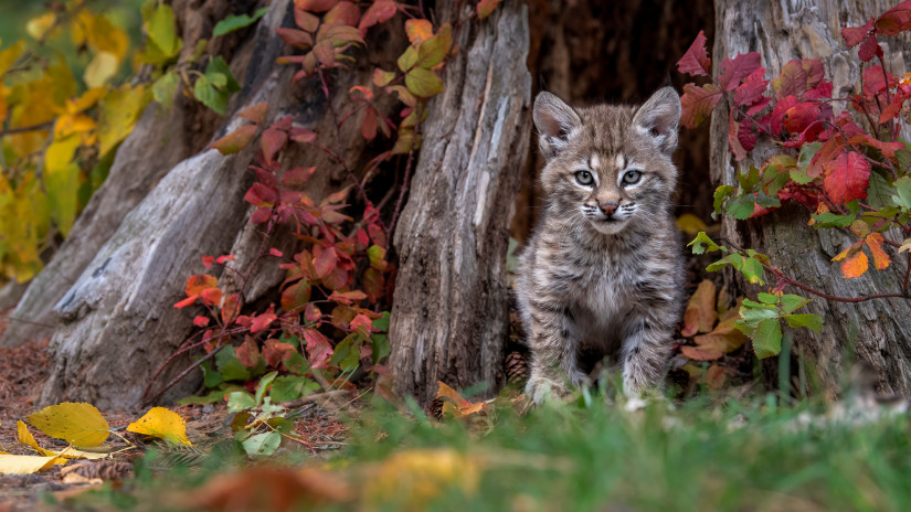 Sosem látott felvételek a Balaton-felvidékről: drónok kapták el a vadmacskák és aranysakálok titkos életét