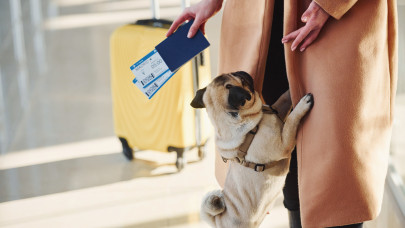 Újabb problémát hozott a briteknek a Brexit: minden utazásnál vagyonokat kell fizetniük kisállataik miatt