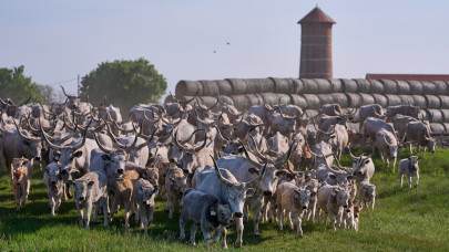 Kezdődik a Hortobágy kihajtás napi ünnepe 2026-ban: kézművesvásárt és világörökségi pusztanapot tartanak