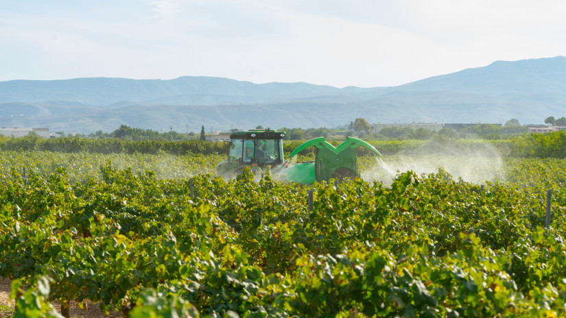 Még elkerülhető a totális szőlőkatasztrófa Magyarországon? Lépett a hatóság: újabb pusztító vegyszer kapott zöldutat