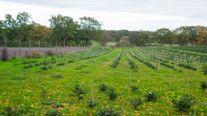Egyre gyorsul ezeknek a fáknak a pusztulása Magyarországon: súlyos bajt jelez, amit már nem lehet megállítani?