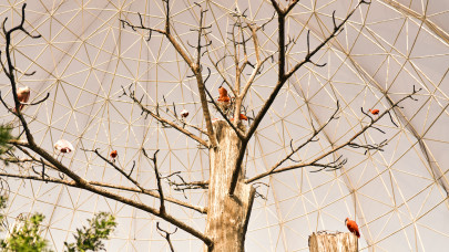 Váratlan fordulat a hazai gigaprojektnél: a tervezettnél jóval hamarabb nyitja meg kapuit a lenyűgöző trópusi oázis