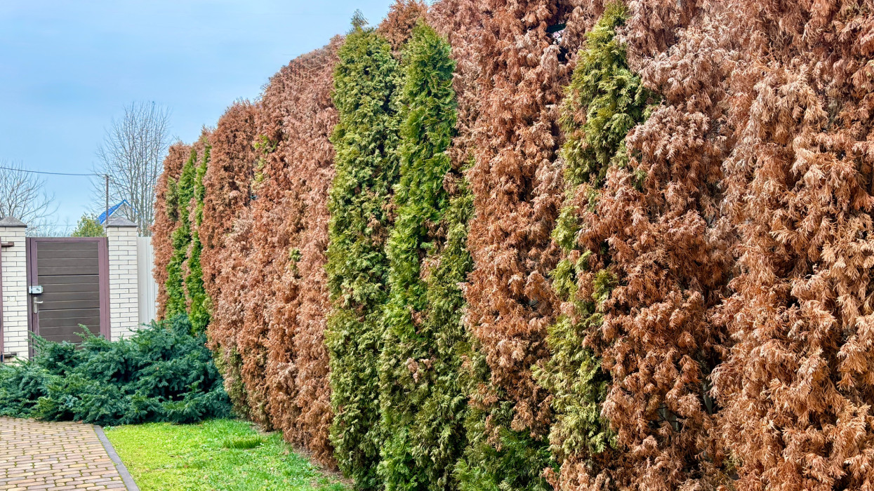 A jeli arborétum főkertésze elárulta a titkot: felejtsd el a tuját, ezt ültesd helyette a tökéletes sövényért