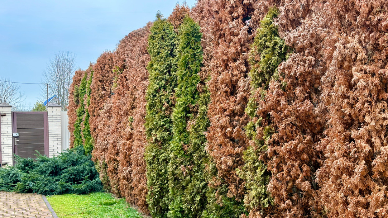 A jeli arborétum főkertésze elárulta a titkot: felejtsd el a tuját, ezt ültesd a tökéletes örökzöld sövényért