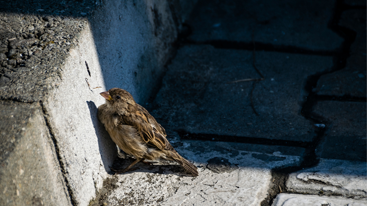 A 40 fokos hőség már a fiókákat is tizedeli: százával viszik őket a madármentő állomásokra