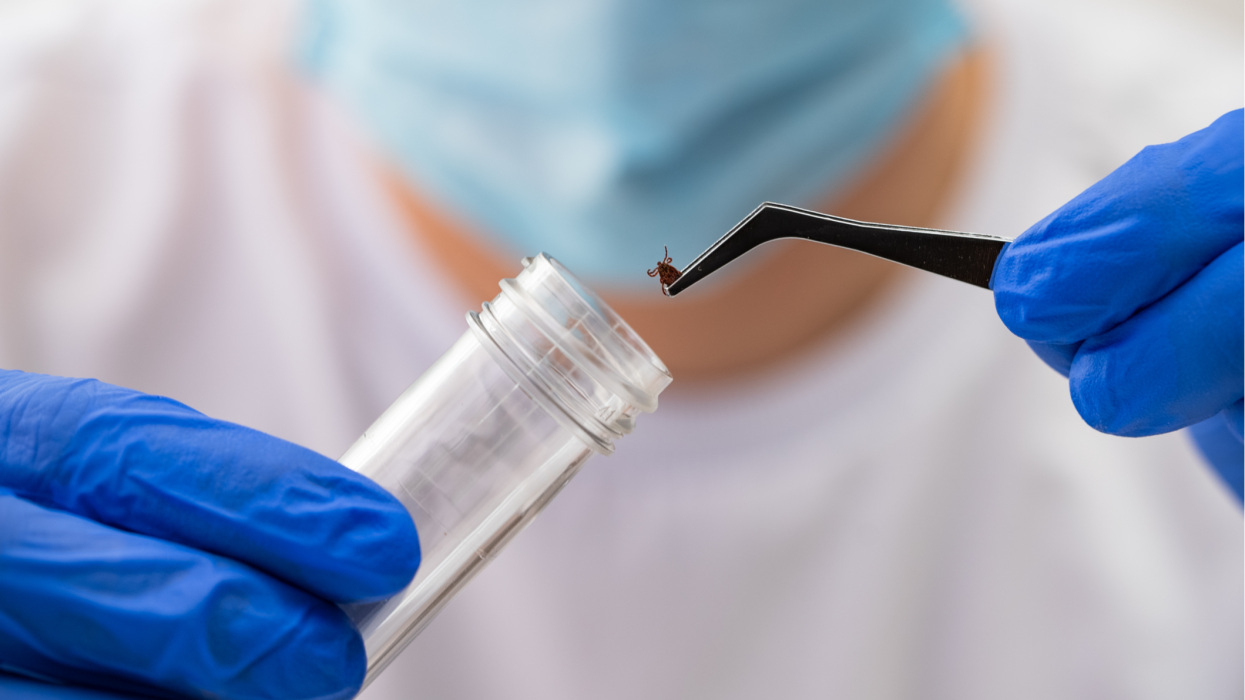 Durva hiba a Lyme-kór kezelésében: rengeteg magyar gyerekeket gyógyszerezhetnek túl, ha erre nem figyel az orvos, szülő