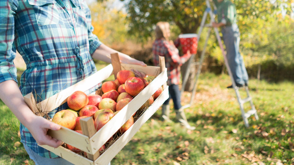 Szedd magad alma 2026 ősz: felejtsd el a méregdrága boltit, most csapj le az akciókra + megyei lista