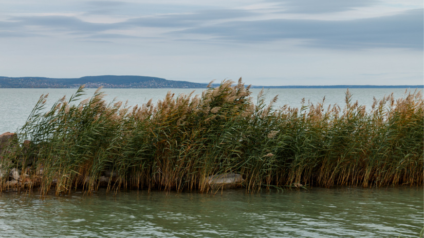 Durva természetrombolás a Balatonnál: munkagéppel tarolták le a védett területet a lakópark előtti részen