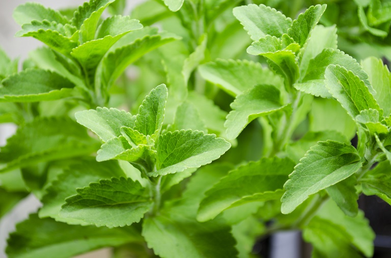 diabétesz kezelés növény stevia)