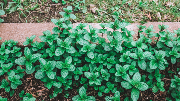 Menta növény, amely a szabadban nő a gyógynövénykertben. Növekedési koncepció gyógynövény gyógynövény emésztési zavarokra, lándzsás menta vagy borsmenta ízű, vagy növények nőnek a szabadban tavasszal vagy nyáron háztáji kertben nappal. Egy sorozat része.