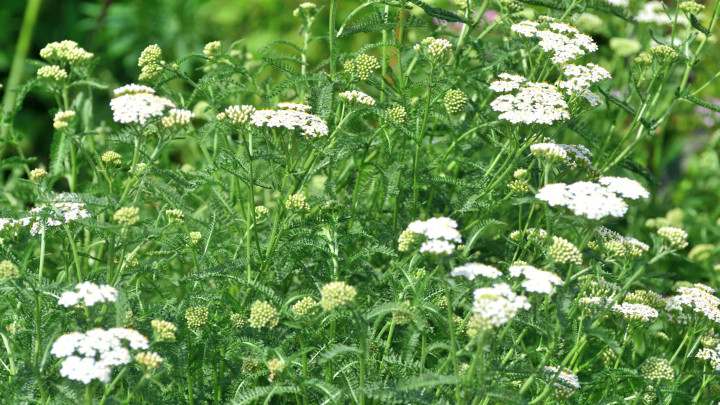 Az Achillea filipendulia, közismert nevén cickafark vagy közönséges cickafark, az Asteraceae családba tartozó virágos növény. Rizómás, terjedő, felálló vagy szőnyegképző növény. A fajták a rózsaszín, piros, krémszínű, sárga és bicolor pasztellszínekkel bővítik a virágszínek skáláját. Az Achillea nemzetségnév a görög mitológiában a trójai háború hősére, Akhilleuszra utal, aki a növényt gyógyászati céllal használta a vérzés elállítására és katonái sebeinek gyógyítására.