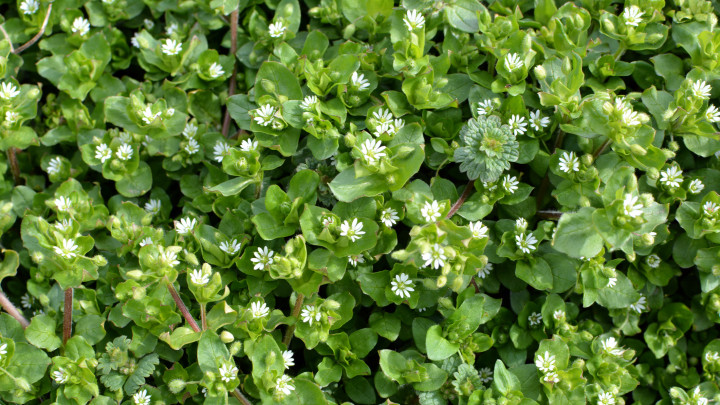 Tavasszal a Stellaria media a vadonban nő. tyúkhúr