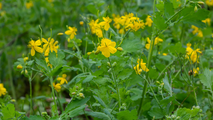 Sárga Chelidonium virágok, közismert nevükön a vérehulló fecskefű, az erdő szélén.